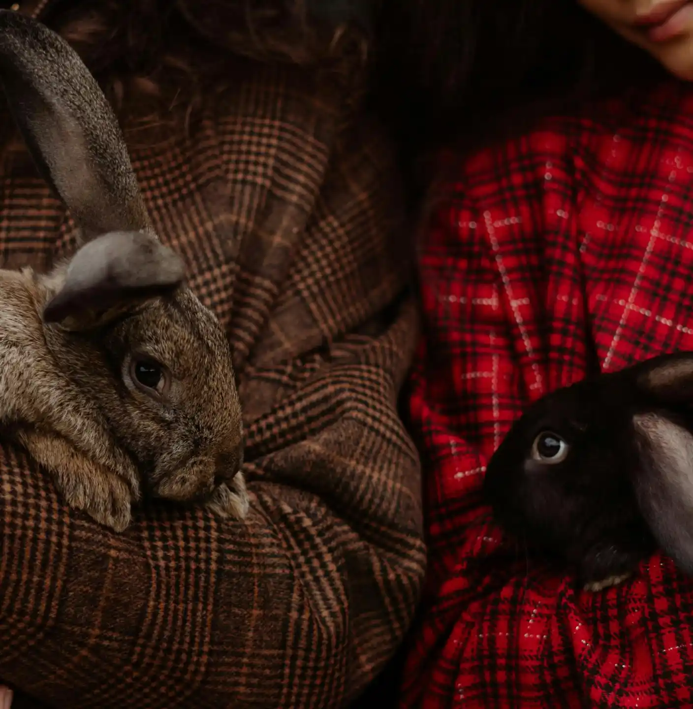 Cute rabbits